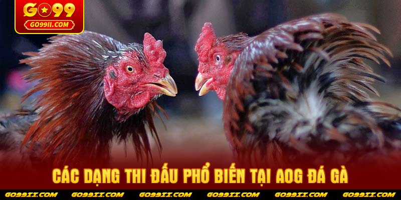 Các dạng thi đấu phổ biến tại AOG Đá Gà