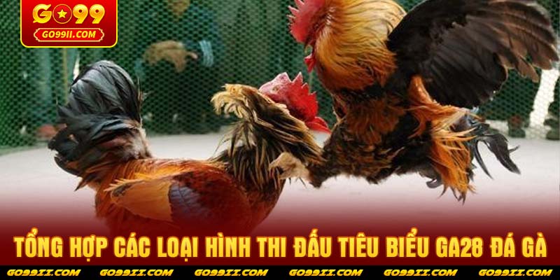 Tổng hợp các loại hình thi đấu tiêu biểu GA28 Đá Gà