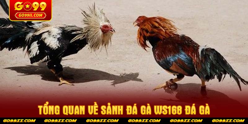 Tổng quan về sảnh đá gà ws168 đá gà